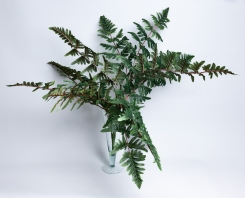 082 Veštačke paprati   